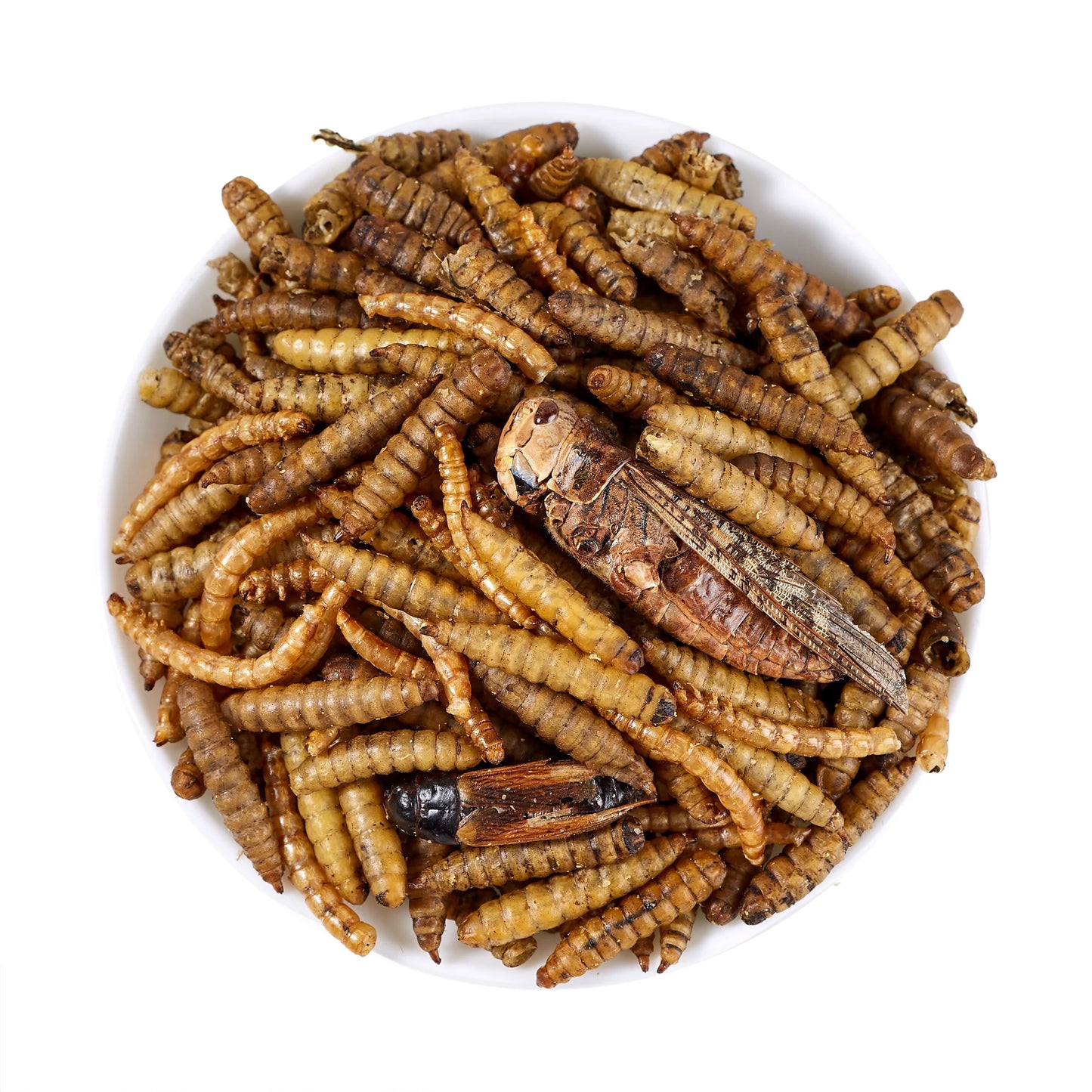 LuckyQWorms - The Ultimate Bug Blend - 1lb