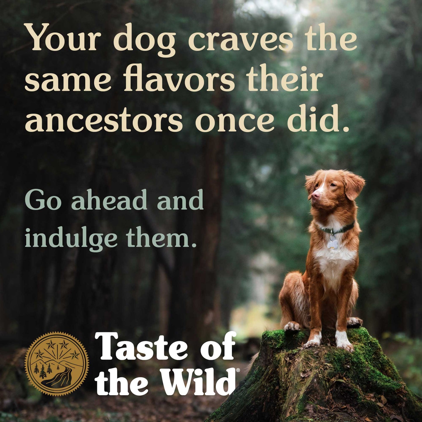 Taste of the Wild - Ancient Mountain
