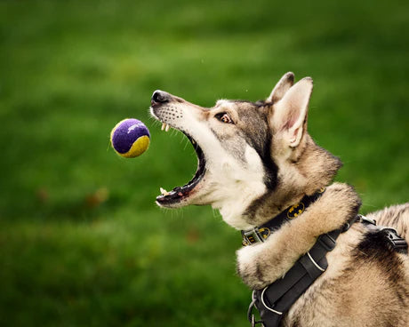 Metro Paws® Individual Tennis Balls