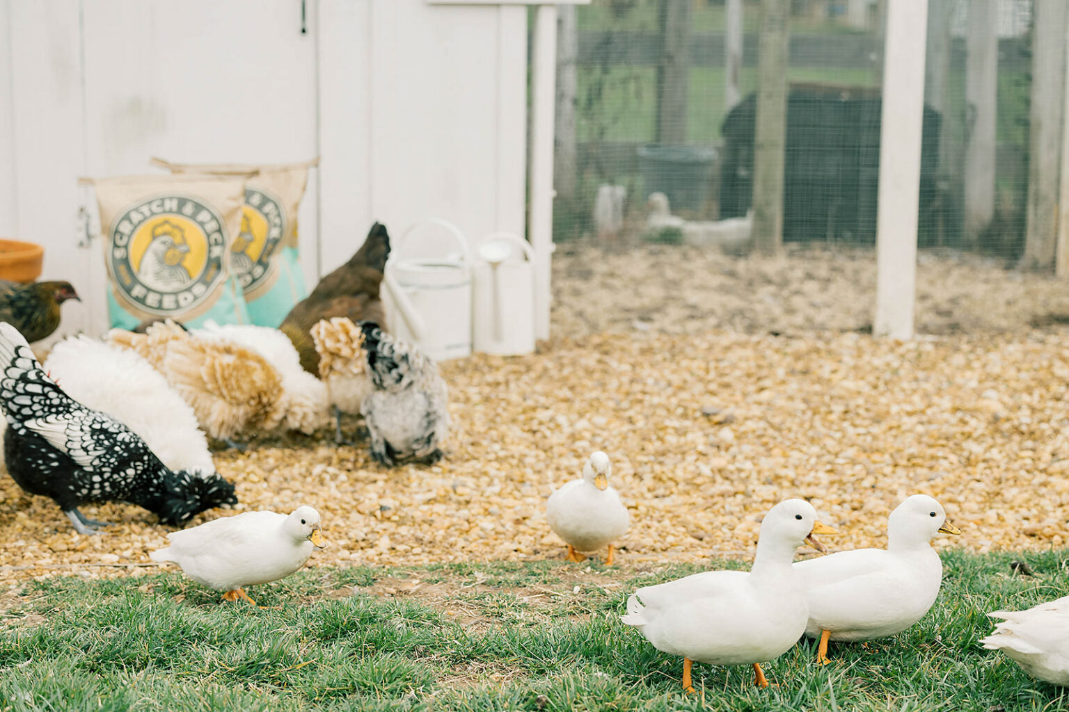 Scratch & Peck