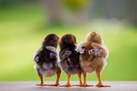 Chick Start & Grow