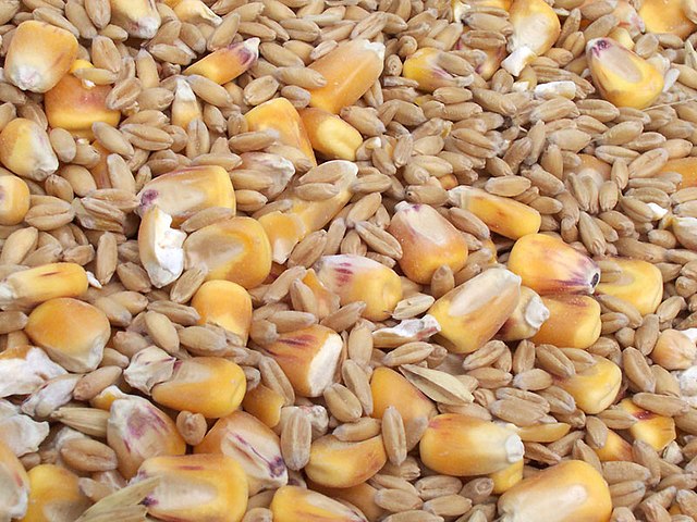 Grains