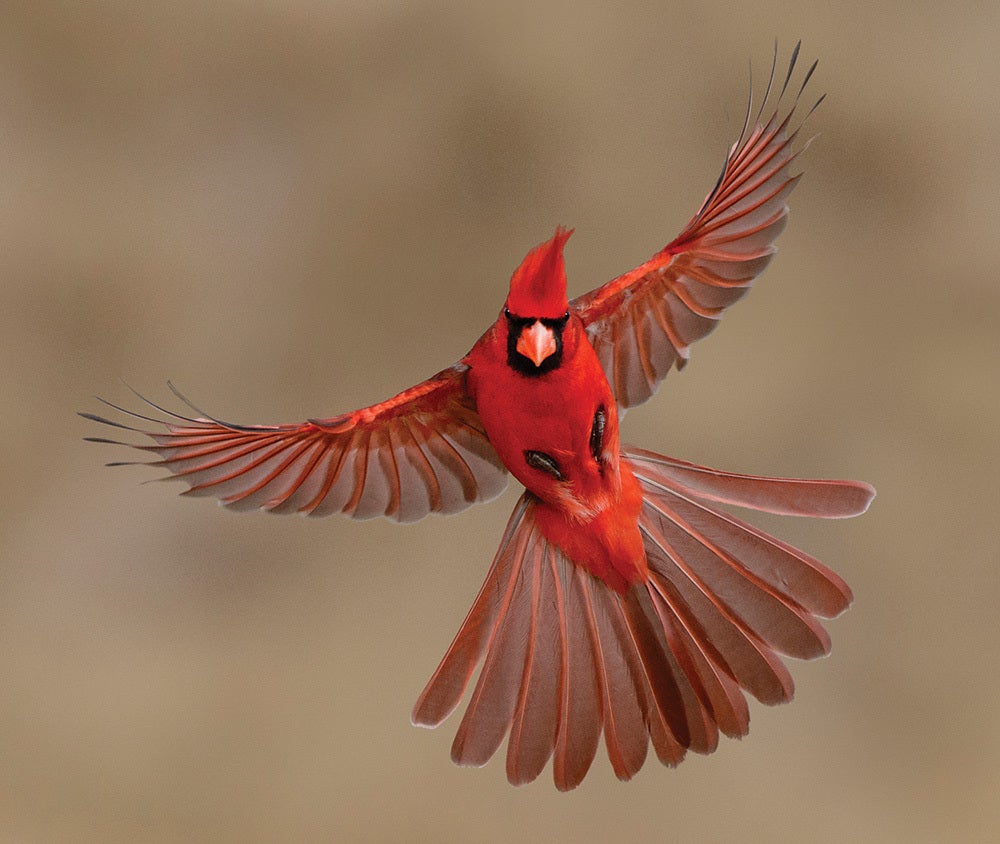 Birds