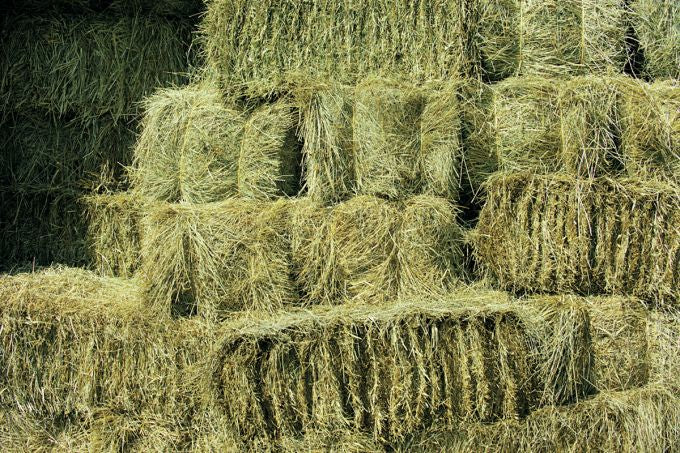 HAY