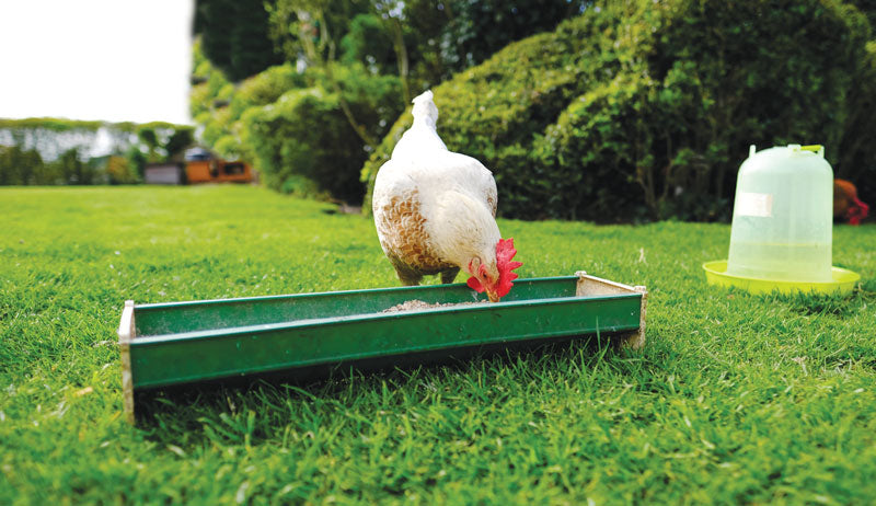 Waterers & Feeders - Poultry