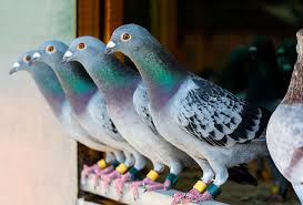 Pigeon - Feed
