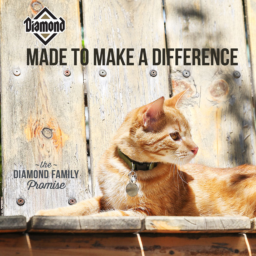 Diamond Maintenance Cat