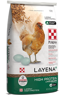Layena - High Protein