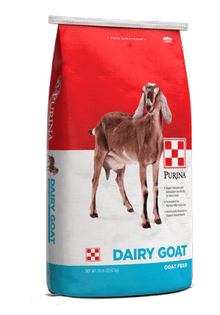 Dairy Goat Parlor 16