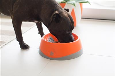 LickiMat OH Bowl for Dogs