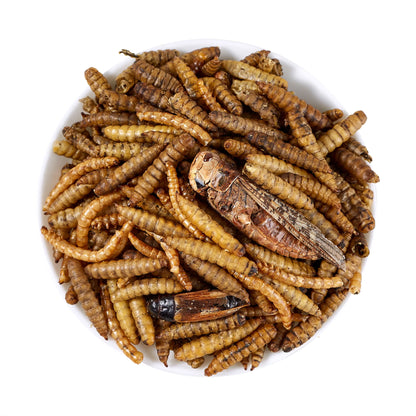 LuckyQWorms - The Ultimate Bug Blend - 1lb