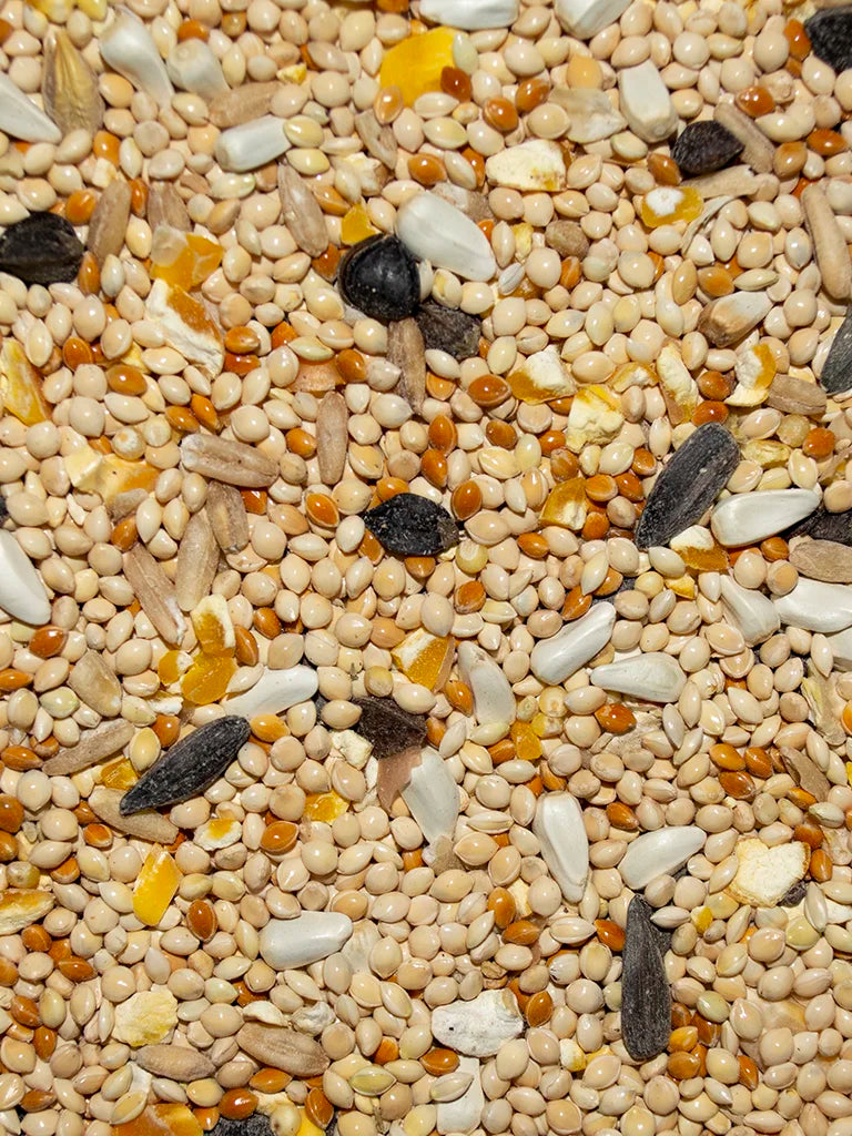 Cockatiel Fancy - Bird's Delight