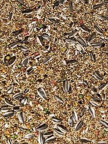 Small Hookbill Diet Fortified - Bird's Delight
