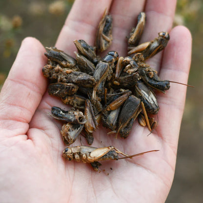 Cricket Craze