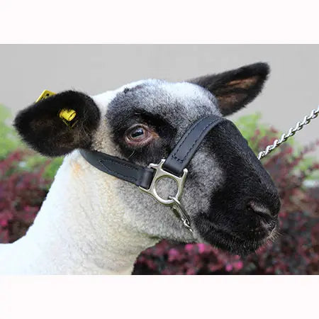 S/S First Class Halter - Lamb & Goat