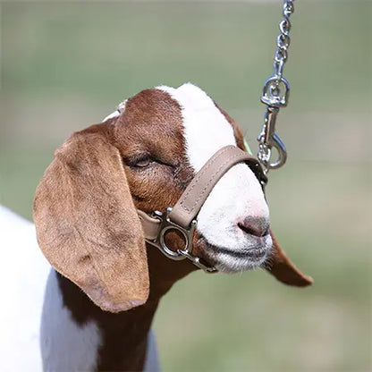 S/S First Class Halter - Lamb & Goat