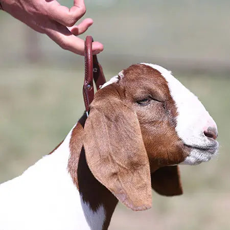 S/S Leather Handle Goat Collar with Chain