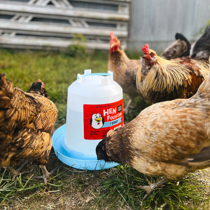 Happy Hen Fountain
