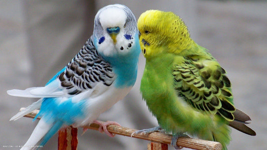 Parakeet