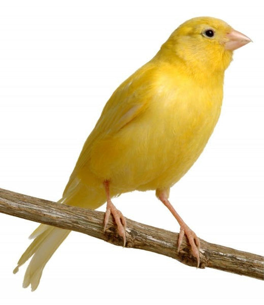 Canary