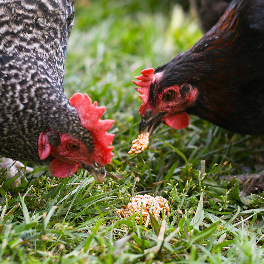 Happy Hen - Treat Tumblers