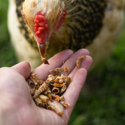Happy Hen - Shrimp Sensation
