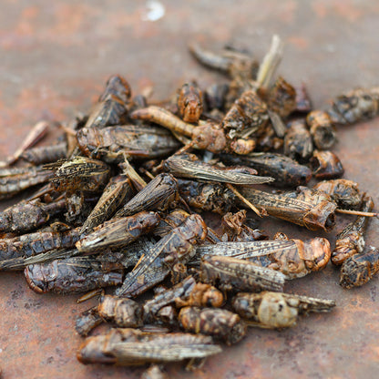 Happy Hen - Grass Hoppers