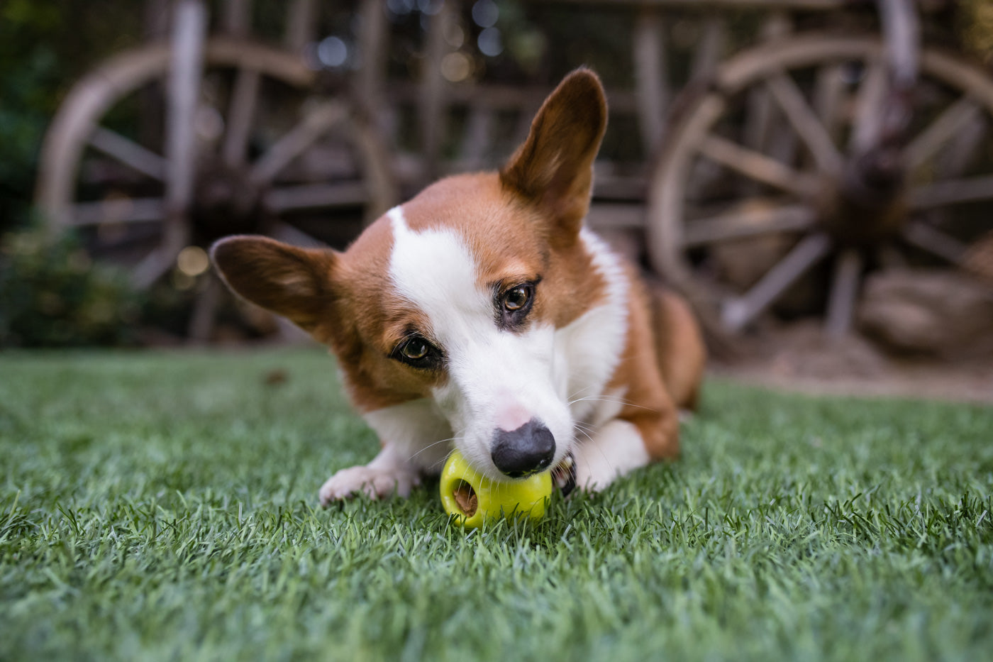 Zoomie Rex IncrediBall