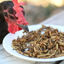 Happy Hen - Grub Frenzy