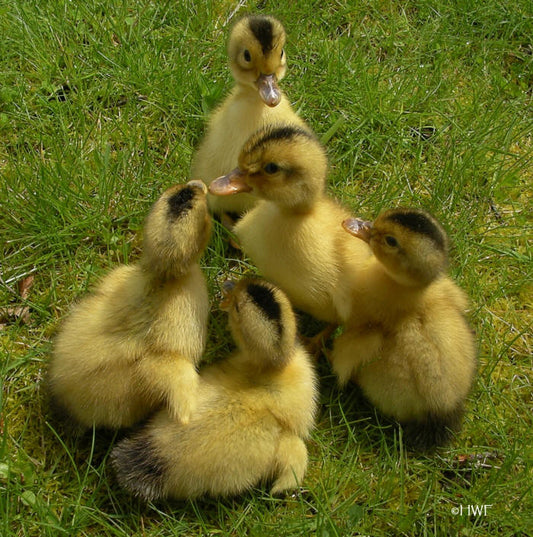 Silver Apple yard ducklings