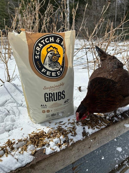 Scratch & Peck - Grubs