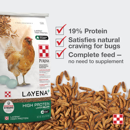 Layena - High Protein