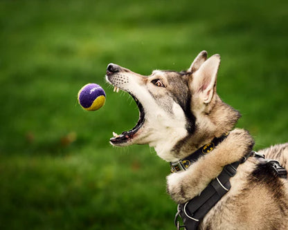 Metro Paws® Individual Tennis Balls