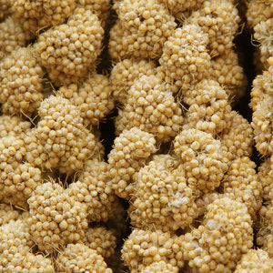 Higgins Spray Millet