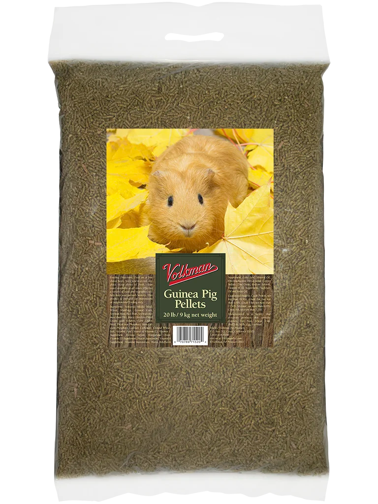 Guinea Pig