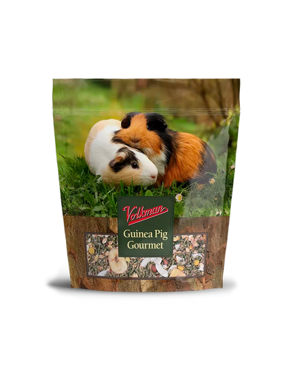 Guinea Pig