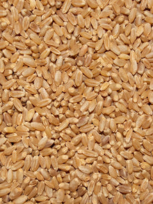 Wheat - Volkman, 50 lb