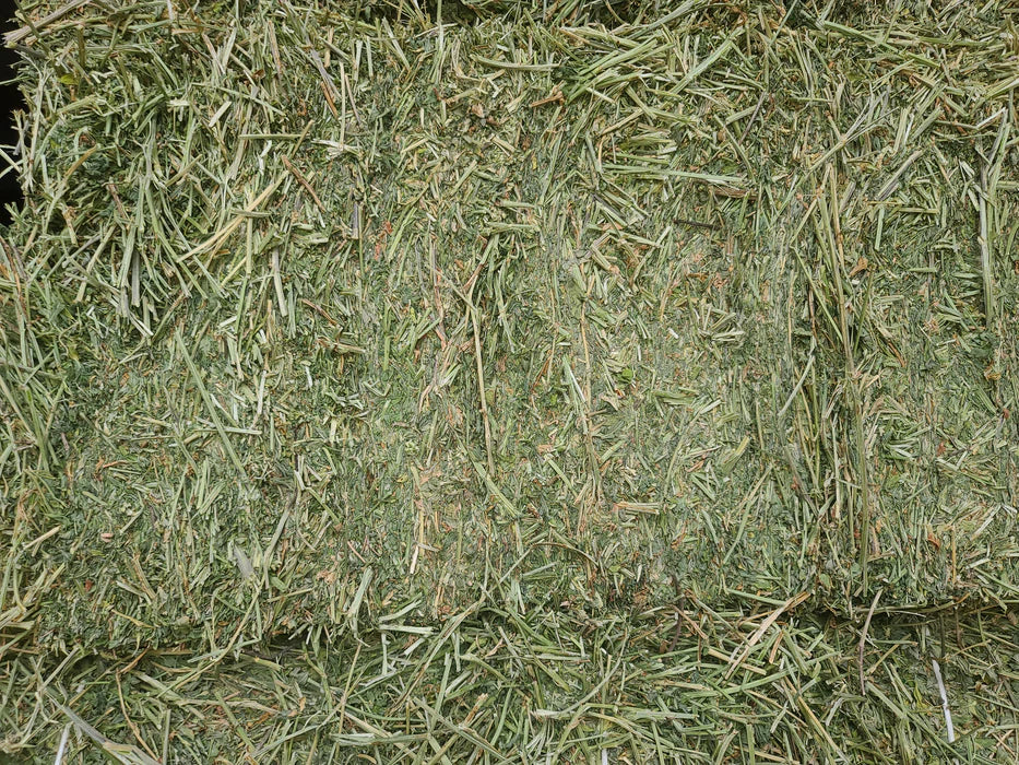 Alfalfa #2