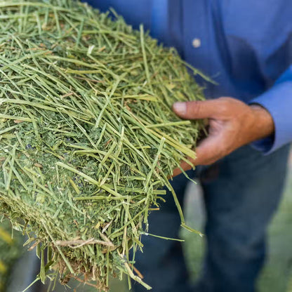 Timothy Grass Grab & Go Compressed Bale - Standlee
