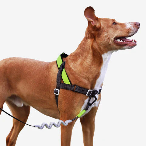 No-Pull SofterWalk Harness