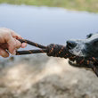 Scout & About - Rope Toy - Tug - L
