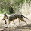 Scout & About - Rope Toy - Barbell - L
