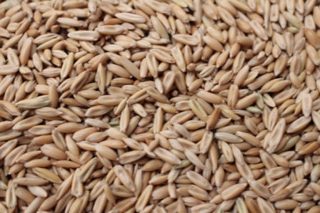 Barley R/C