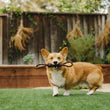 Scout & About - Rope Toy - Tug - L