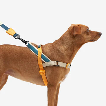 No-Pull SofterWalk Harness