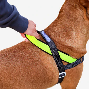 No-Pull SofterWalk Harness